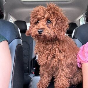 Meet your Posher, Daniela